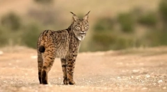 Lynx іспанська